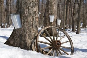 Ontario Maple Syrup Festivals and Sugar Shacks
