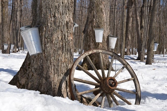 Family Nature Club: Maple Syruping