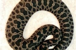 Endangered Massassauga Rattlesnakes Born at the Toronto Zoo