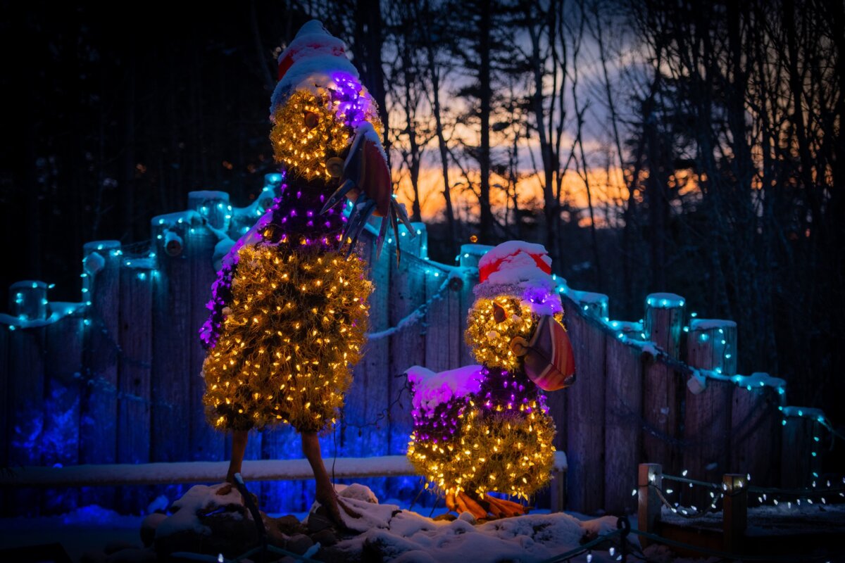 Merry & Bright Memorial University Botanical Garden’s Enchanting Holiday Light Festival Returns