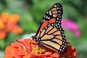 Monarch Monitoring Blitz: Help Track Monarch Butterflies Across Canada