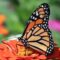 Monarch Monitoring Blitz: Help Track Monarch Butterflies Across Canada