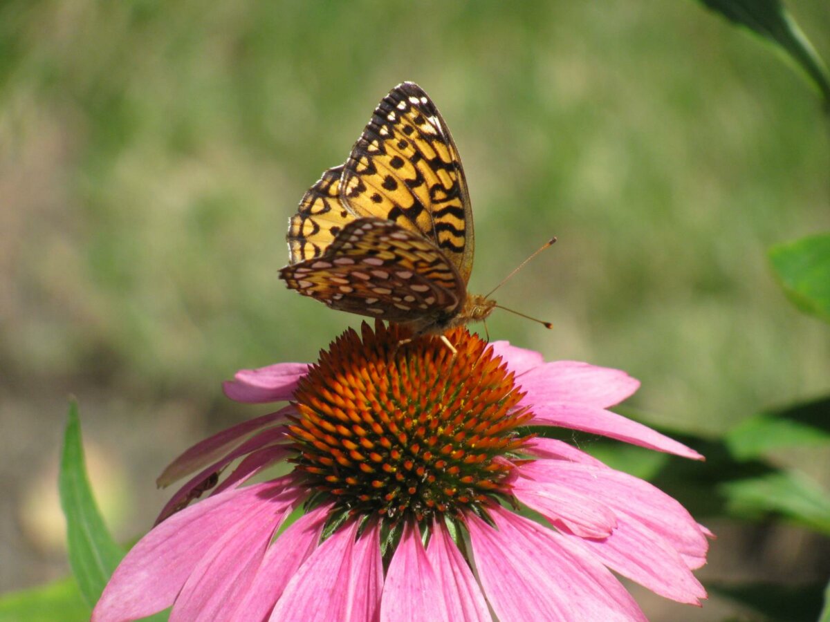 mother-s-day-brunch-wildflower-sale