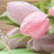 Things to do to Celebrate Mother's Day in Edmonton