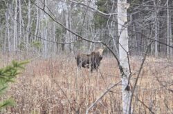 In Search of the Elusive Moose: A Fall ATV Adventure Into New Brunswick’s Backcountry