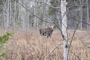 In Search of the Elusive Moose: A Fall ATV Adventure Into New Brunswick’s Backcountry