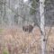 In Search of the Elusive Moose: A Fall ATV Adventure Into New Brunswick’s Backcountry