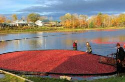 Cranberry Harvest: 2026 Season at Ontario's Famous Cranberry Marsh in Muskoka Begins Sept 26