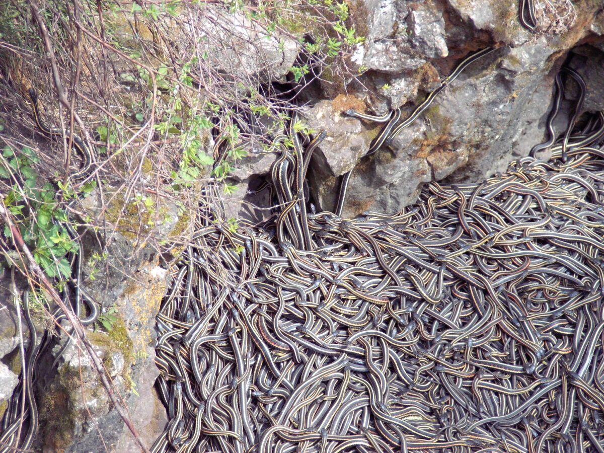 Witness the Spectacle of Garter Snakes Mating Balls at Narcisse Snake