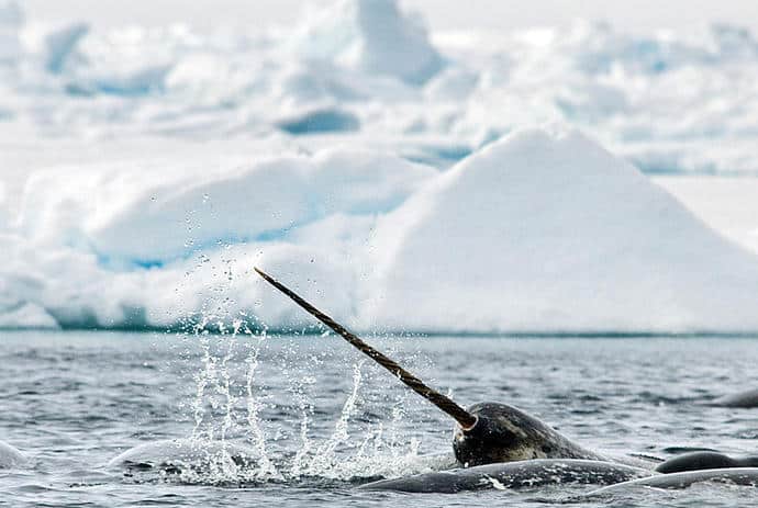 narwhal