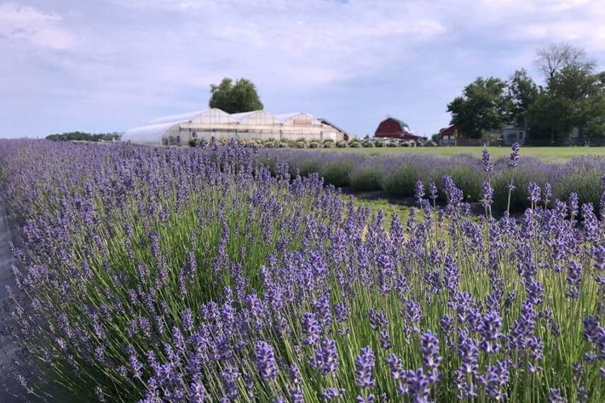 Niagara Lavender Festival