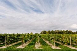 Things to Do in Niagara-on-the-Lake