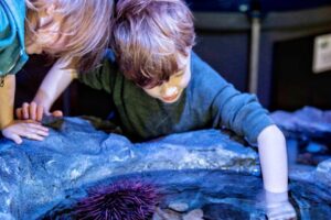 45 Things to Do with Kids in Sunshine Coast
