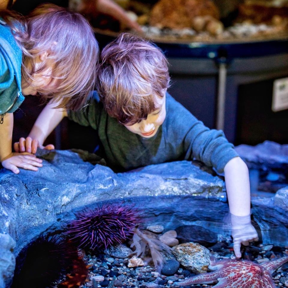 45 Things to Do with Kids in Sunshine Coast