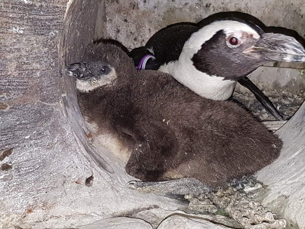 nina-the-african-penguin