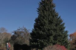 45-Foot Lunenburg County Spruce Chosen as Nova Scotia’s 2025 Christmas Tree for Boston