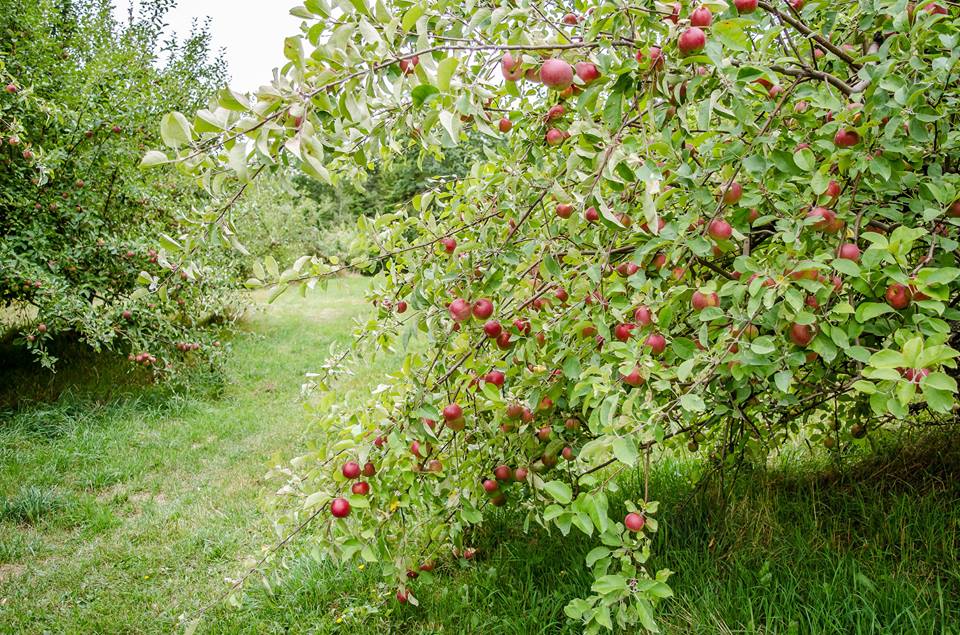 Things to Do in October in New Brunswick