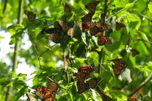 Ontario Nature Protects 25 Acres of Whitby Forest Home to 75 Rare Species Along Lake Ontario