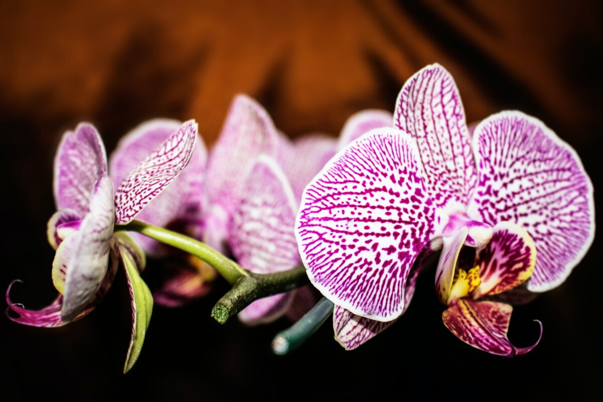 Ottawa Orchid Society's Annual Show and Sale Returns This April To Do