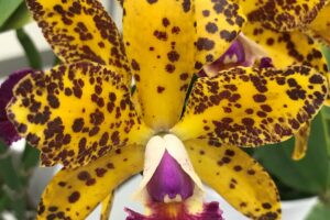 Largest Orchid Fair in Western Canada Returns to St. Albert This Weekend