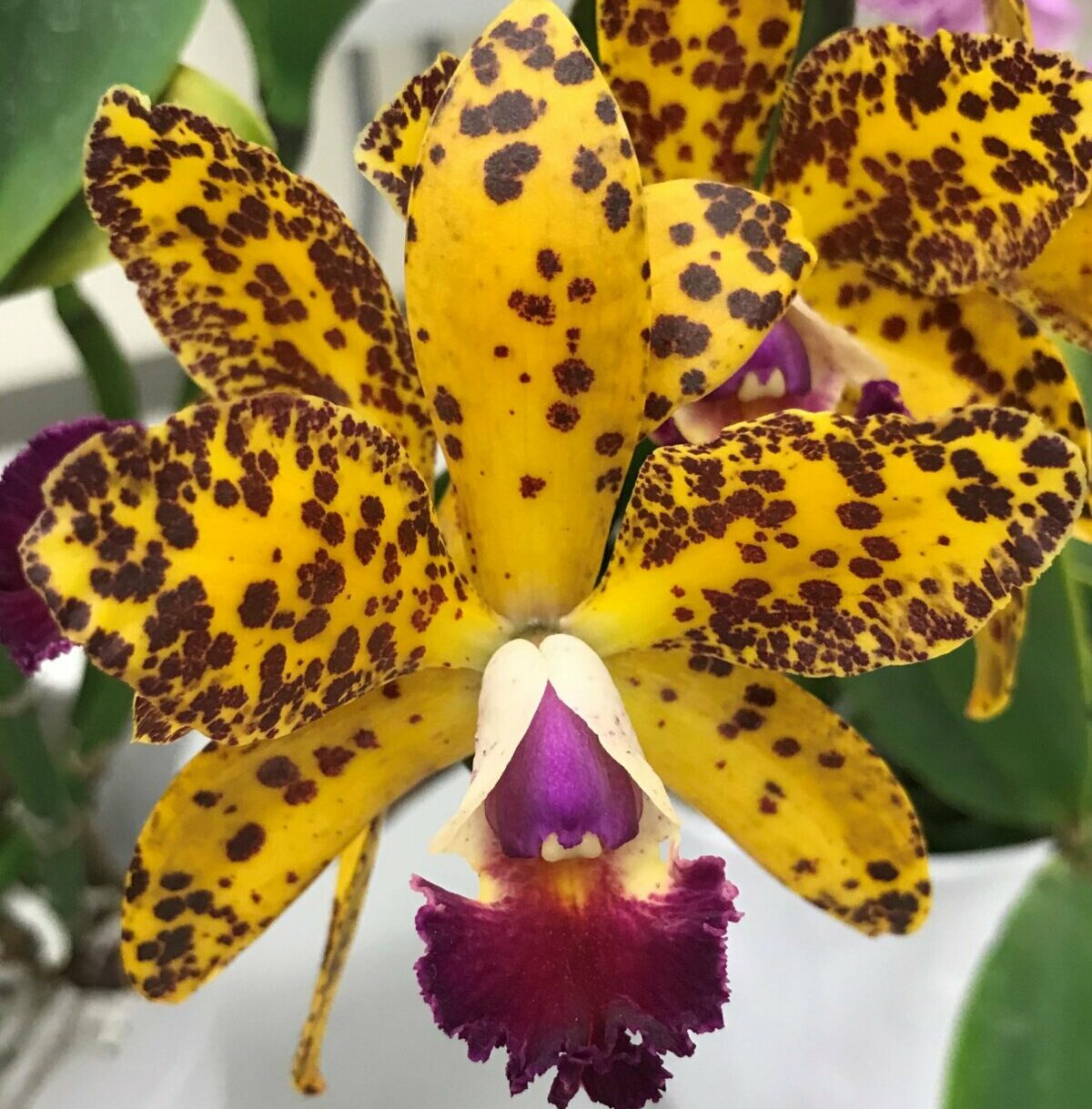 Orchid Supplier Near Me