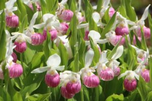 Day Trip to see Orchids