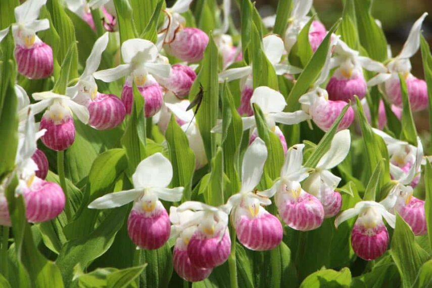 Day Trip to see Orchids