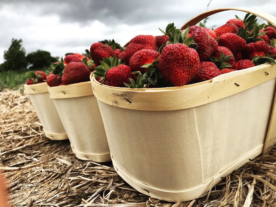 UPick Strawberry Farms in Greater Toronto Area & Hamilton