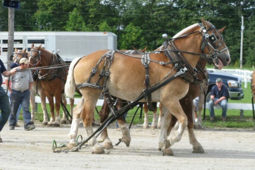 Orillia Fall Fair