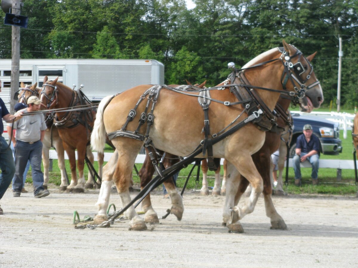 Orillia Fall Fair