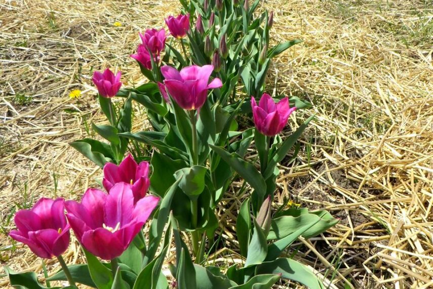 Green Corners Ottawa’s UPick Tulip Farm
