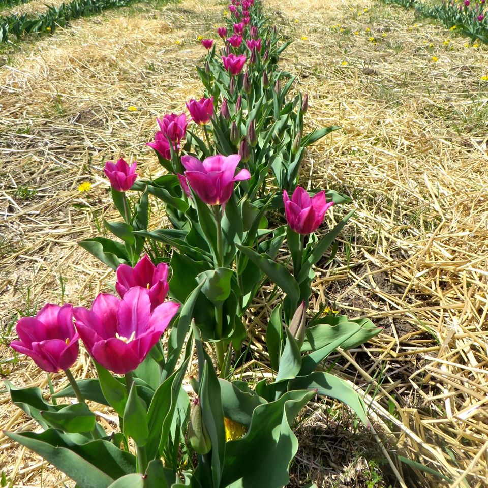 Green Corners Ottawa’s UPick Tulip Farm