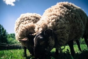 Farms and Petting Zoos In and Around Edmonton