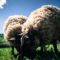 Farms and Petting Zoos In and Around Edmonton