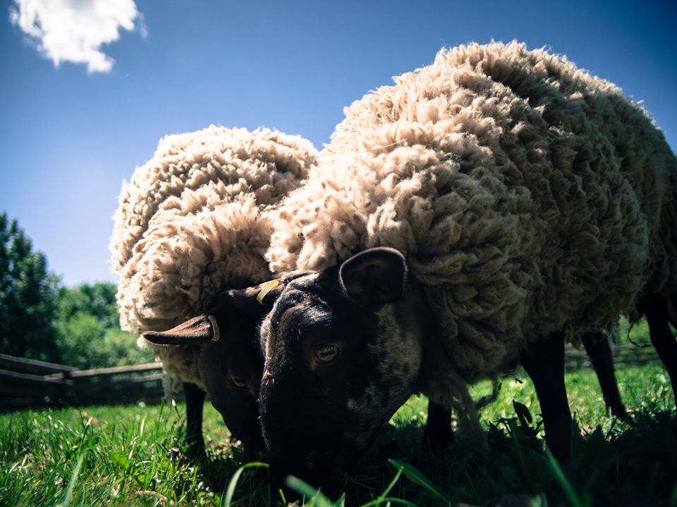 Farms and Petting Zoos In and Around Edmonton