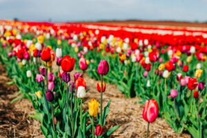 Tulip Season Returns to PEI as Belfast’s 4.5-Acre U-Pick Fields Set to Open for 2026 Spring Season