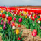 Tulip Season Returns to PEI as Belfast’s 4.5-Acre U-Pick Fields Set to Open for 2026 Spring Season