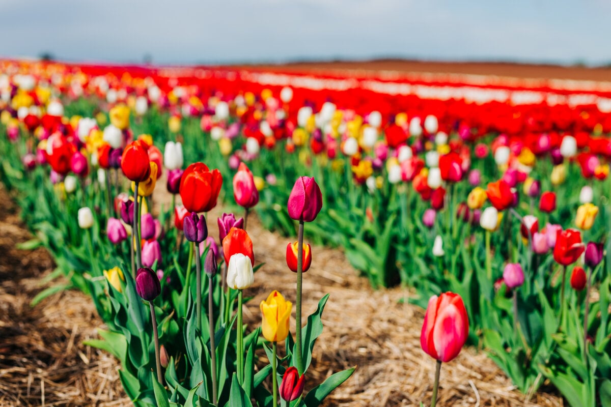 PEI’s Stunning Tulip Fields to Reopen Just in Time For Victoria Day 2024