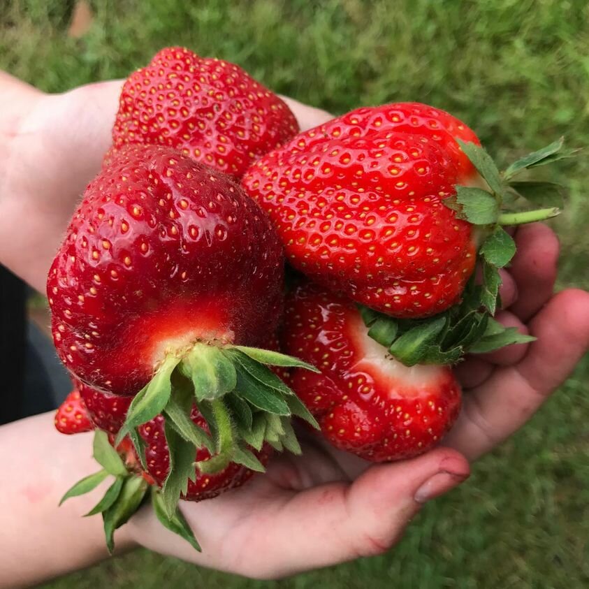 PYO Strawberry at Brantwood Farms