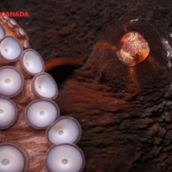 Pacific Octopus, Ripley’s Aquarium of Canada
