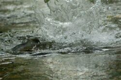 Places to See Salmon Run Around Metro Vancouver