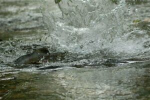 Places to See Salmon Run Around Metro Vancouver