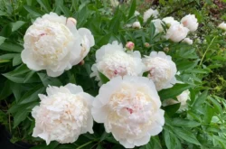 2026 Edition of Oshawa Peony Festival is This Weekend; Here is What to Know