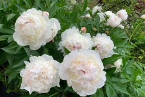 2026 Edition of Oshawa Peony Festival is This Weekend; Here is What to Know