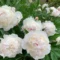 2026 Edition of Oshawa Peony Festival is This Weekend; Here is What to Know