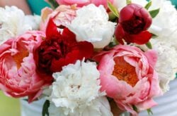 Ontario’s Biggest U-Pick Peony Garden Opens in June With 150,000 Blooms