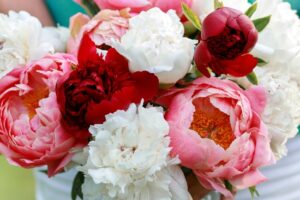 Ontario’s Biggest U-Pick Peony Garden Opens in June With 150,000 Blooms