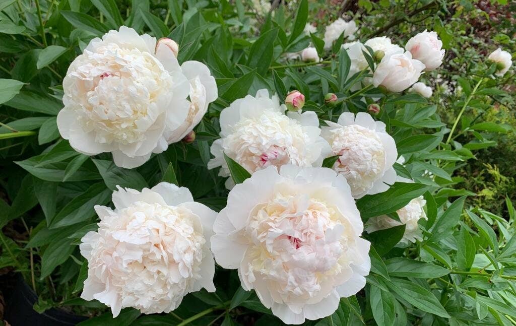 2024 Edition of Oshawa Peony Festival is This Weekend; Here is What to Know