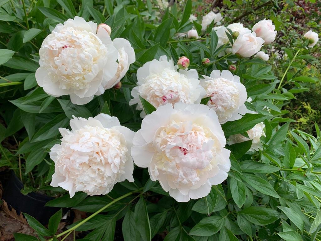 Oshawa Peony Festival is This Weekend & This is What You Should Know