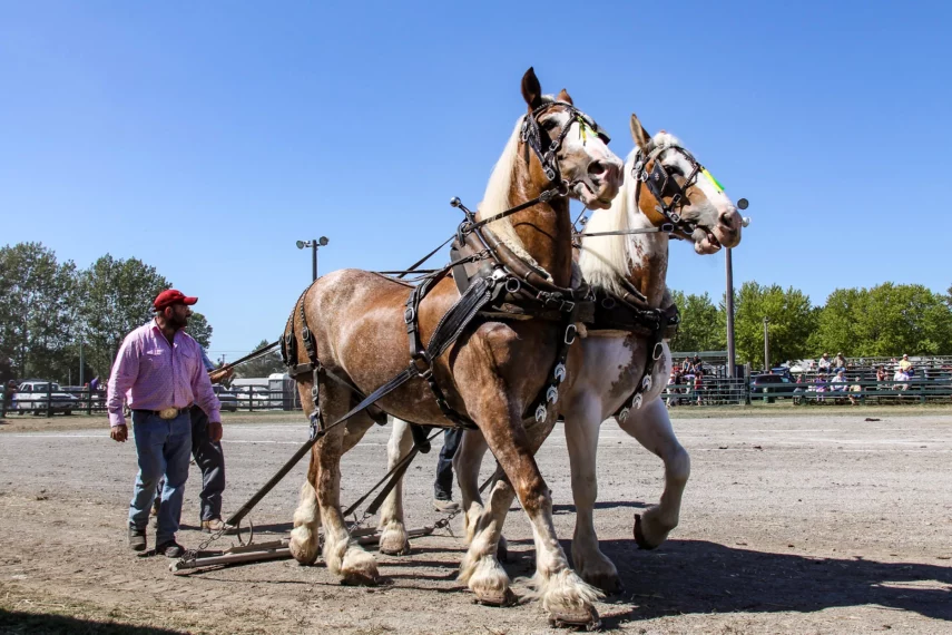 Perth Fair